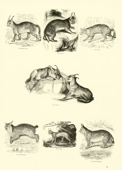 Page du Musée Pictural de la Nature Animée - English School