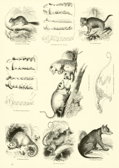 Page du Musée Pictural de la Nature Animée - English School