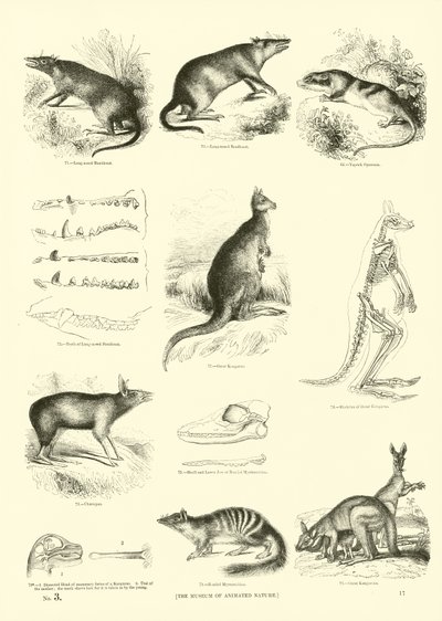Page du Musée Pictural de la Nature Animée - English School