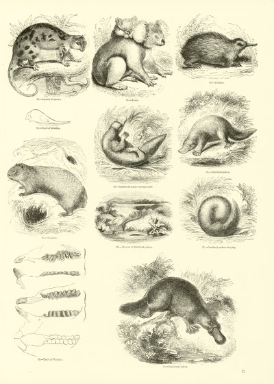 Page du Musée Pictural de la Nature Animée - English School