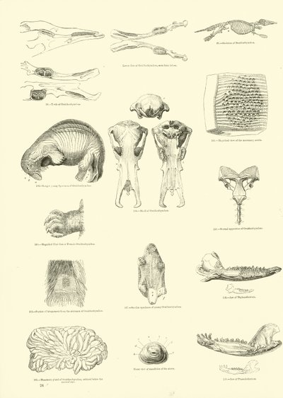 Page du Musée Pictural de la Nature Animée - English School