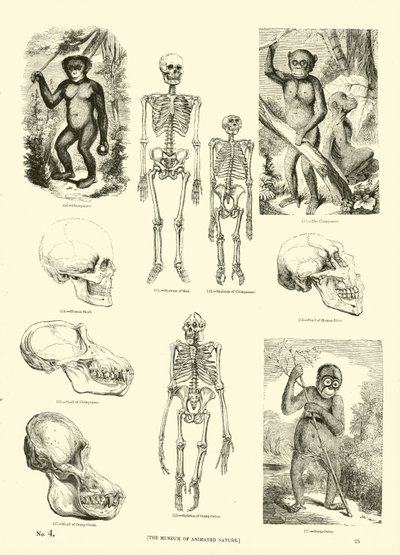 Page du Musée Pictural de la Nature Animée - English School