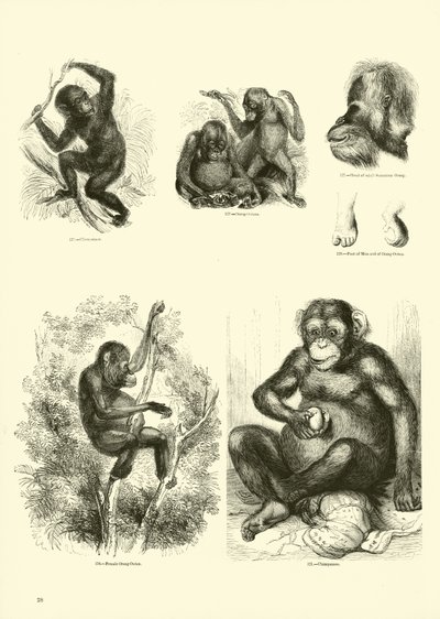 Page du Musée Pictural de la Nature Animée - English School