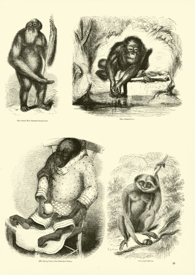 Page du Musée Pictural de la Nature Animée - English School