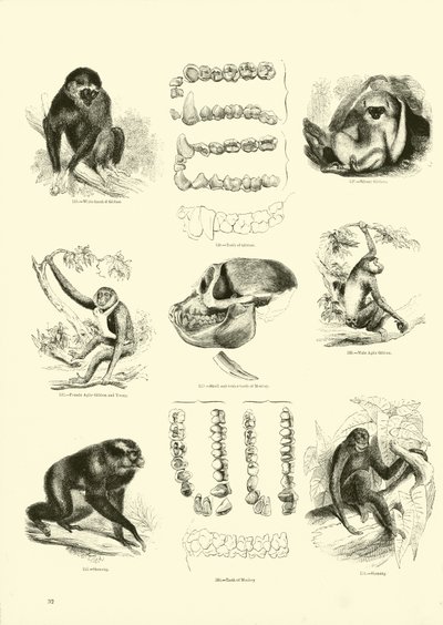Page du Musée Pictural de la Nature Animée - English School