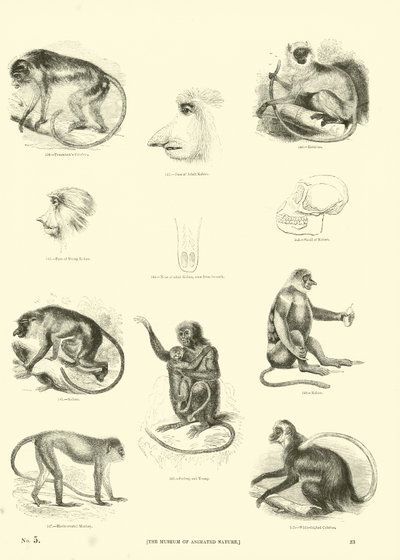 Page du Musée Pictural de la Nature Animée - English School
