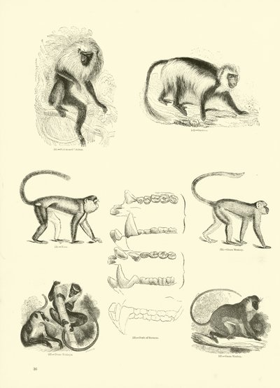 Page du Musée Pictural de la Nature Animée - English School