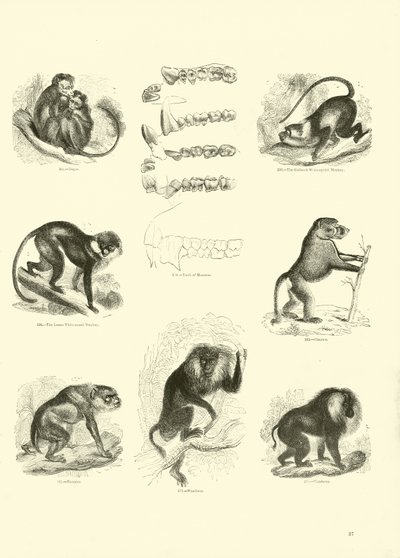 Page du Musée Pictural de la Nature Animée - English School