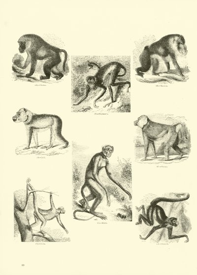 Page du Musée Pictural de la Nature Animée - English School