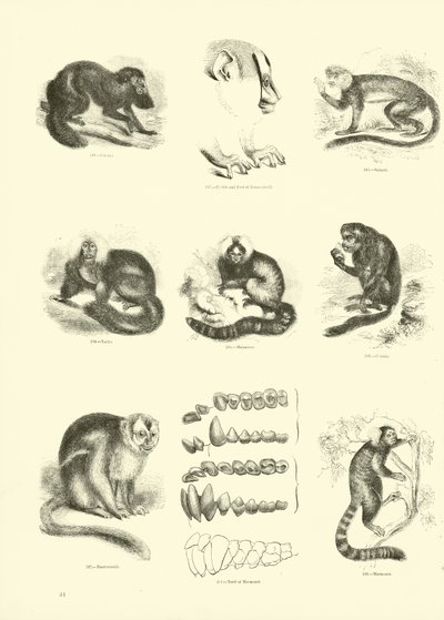 Page du Musée Pictural de la Nature Animée - English School
