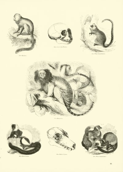 Page du Musée Pictural de la Nature Animée - English School