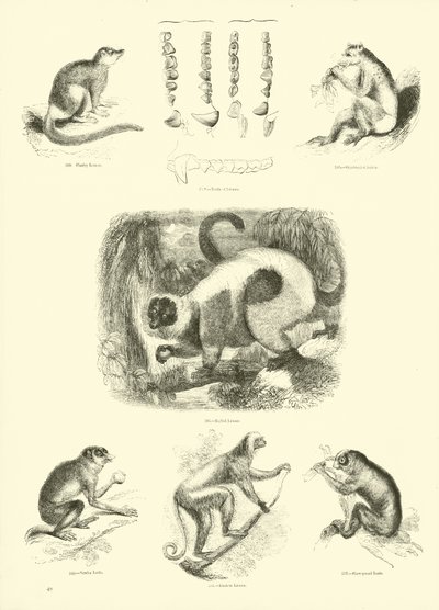 Page du Musée Pictural de la Nature Animée - English School