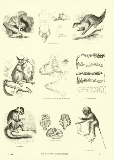 Page du Musée Pictural de la Nature Animée - English School