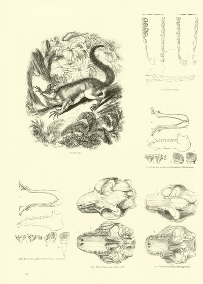 Page du Musée Pictural de la Nature Animée - English School