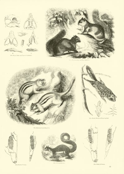 Page du Musée Pictural de la Nature Animée - English School