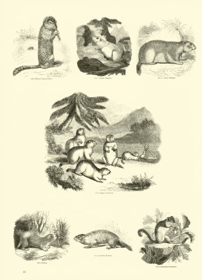 Page du Musée Pictural de la Nature Animée - English School
