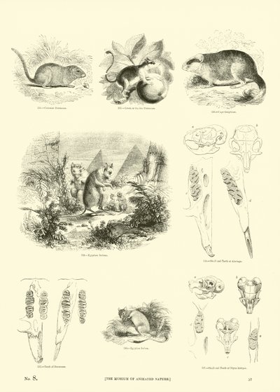 Page du Musée Pictural de la Nature Animée - English School