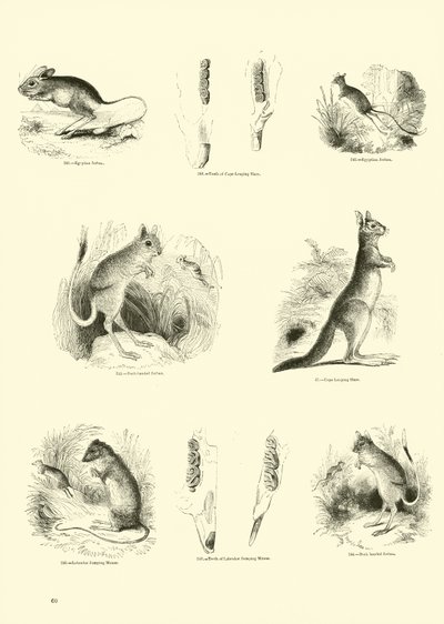 Page du Musée Pictural de la Nature Animée - English School