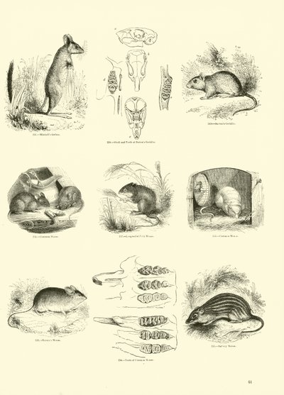 Page du Musée Pictural de la Nature Animée - English School