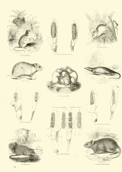 Page du Musée Pictural de la Nature Animée - English School
