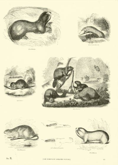 Page du Musée Pictural de la Nature Animée - English School