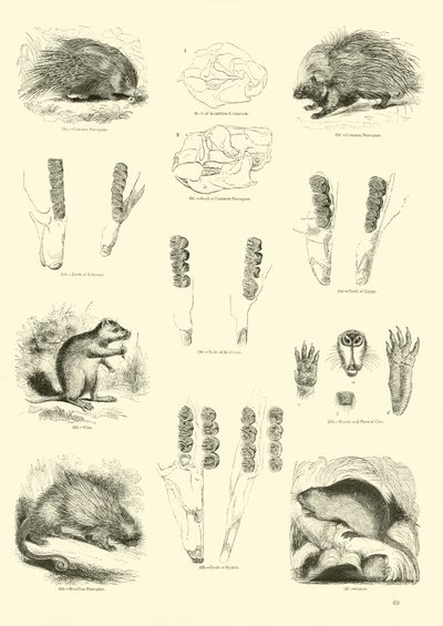 Page du Musée Pictural de la Nature Animée - English School