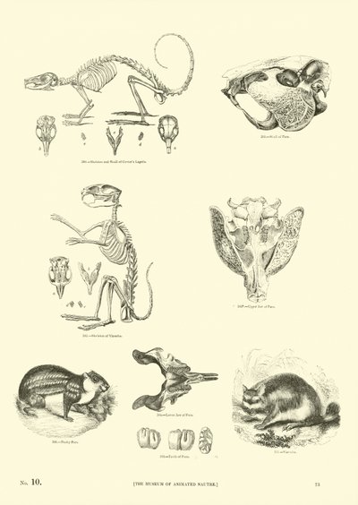 Page du Musée Pictural de la Nature Animée - English School