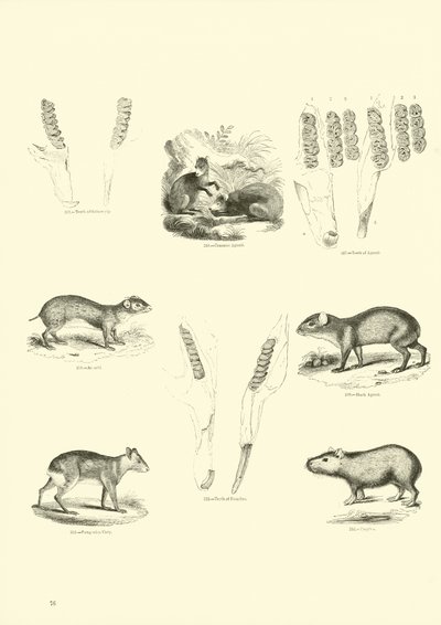Page du Musée Pictural de la Nature Animée - English School