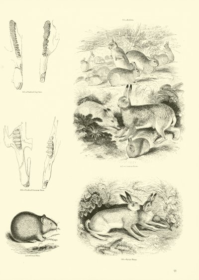 Page du Musée Pictural de la Nature Animée - English School