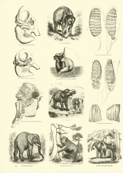 Page du Musée Pictural de la Nature Animée - English School