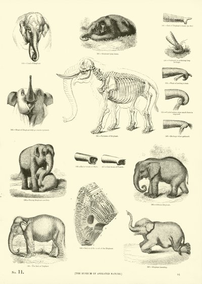 Page du Musée Pictural de la Nature Animée - English School