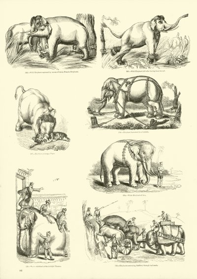 Page du Musée Pictural de la Nature Animée - English School