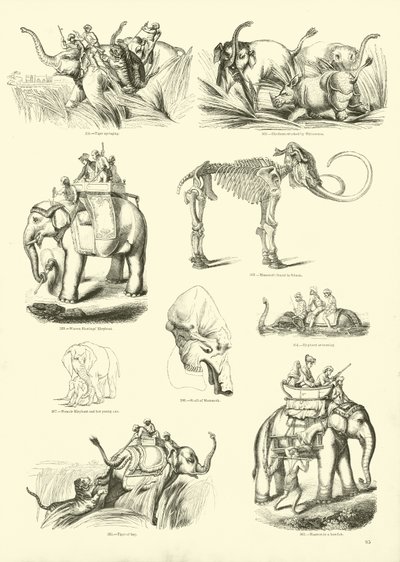 Page du Musée Pictural de la Nature Animée - English School