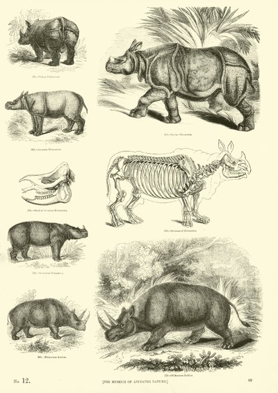 Page du Musée Pictural de la Nature Animée - English School