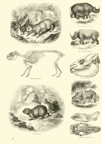 Page du Musée Pictural de la Nature Animée - English School