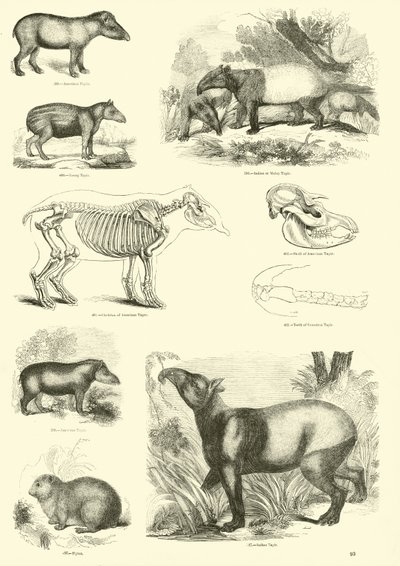 Page du Musée Pictural de la Nature Animée - English School
