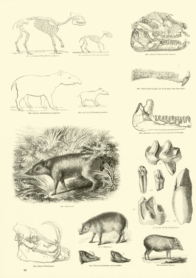 Page du Musée Pictural de la Nature Animée - English School