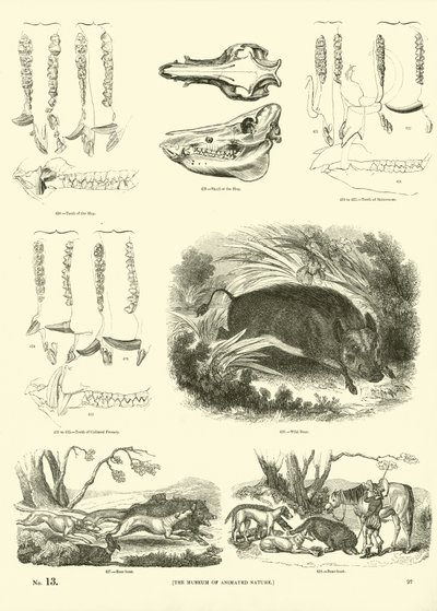 Page du Musée Pictural de la Nature Animée - English School