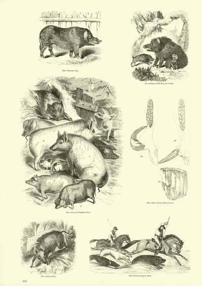 Page du Musée Pictural de la Nature Animée - English School
