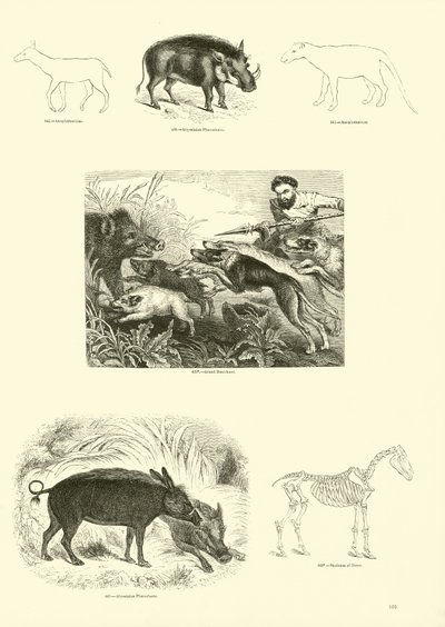 Page du Musée Pictural de la Nature Animée - English School