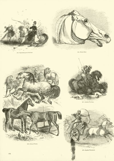 Page du Musée Pictural de la Nature Animée - English School