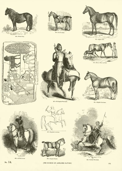 Page du Musée Pictural de la Nature Animée - English School