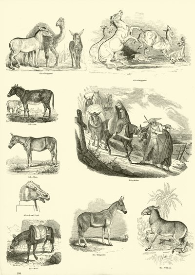 Page du Musée Pictural de la Nature Animée - English School