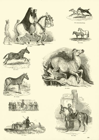 Page du Musée Pictural de la Nature Animée - English School