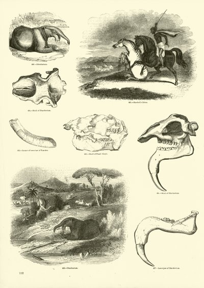 Page du Musée Pictural de la Nature Animée - English School
