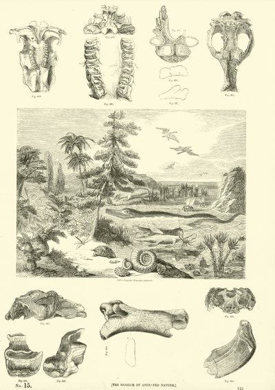 Page du Musée Pictural de la Nature Animée - English School