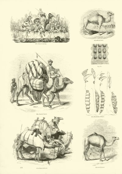 Page du Musée Pictural de la Nature Animée - English School