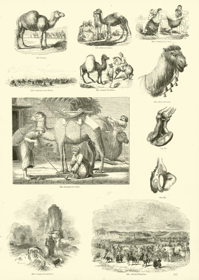 Page du Musée Pictural de la Nature Animée - English School