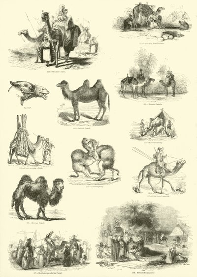 Page du Musée Pictural de la Nature Animée - English School