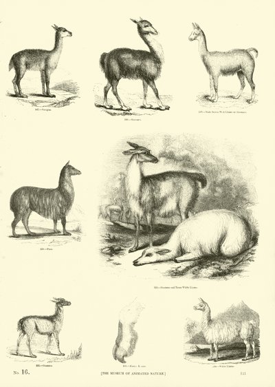 Page du Musée Pictural de la Nature Animée - English School